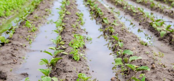 natural-disaster-on-the-farm-flooded-field-with-s-2022-11-09-06-37-37-utc